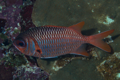 Myripristis violacea