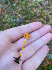 Mycena strobilinoidea