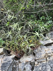 Tillandsia intermedia