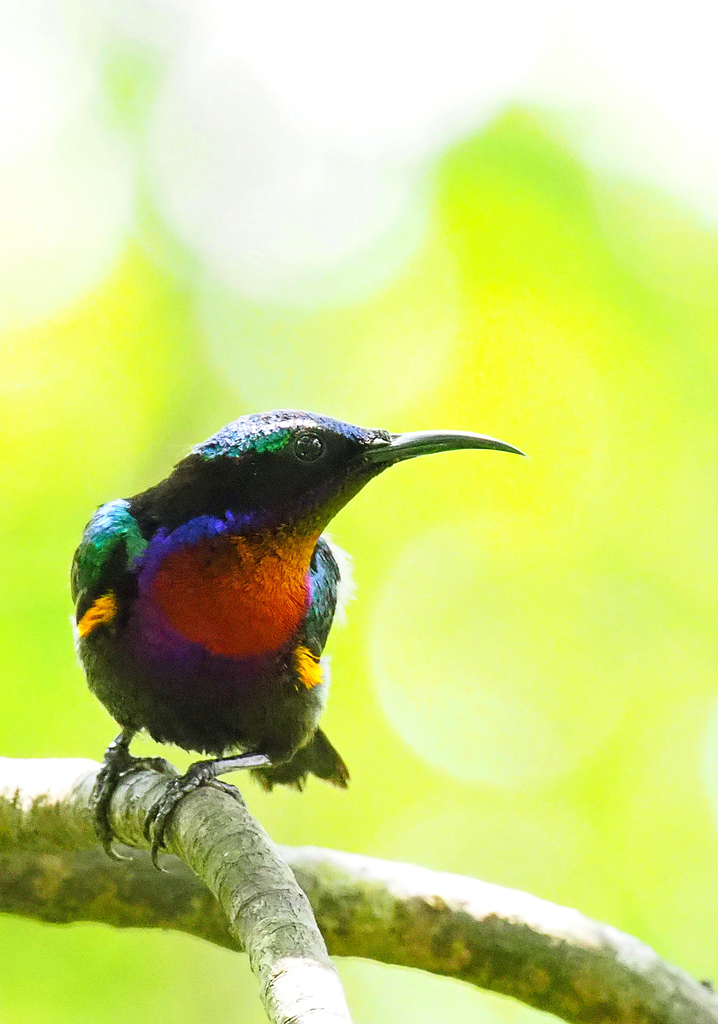 Copper-Throated Sunbird