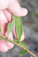 Palafoxia integrifolia image