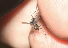 Aedes papago