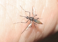 Aedes papago