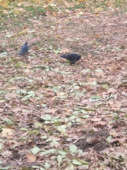 Columba livia domestica