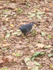 Columba livia domestica