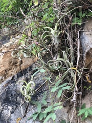 Tillandsia intermedia