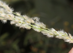 Digitaria californica