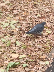 Columba livia domestica