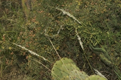 Digitaria californica
