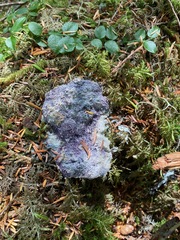 Bionectriaceae