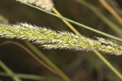 Digitaria californica