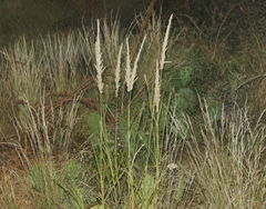 Digitaria californica