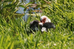 Cairina moschata domestica