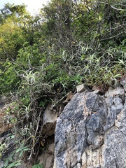 Tillandsia intermedia