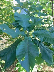 Magnolia macrophylla ashei
