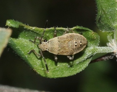 Catorhintha selector