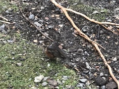 Turdus iliacus coburni