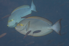 Acanthurus mata
