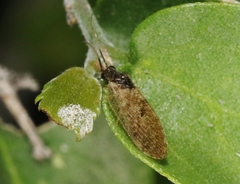 Sympherobius barberi