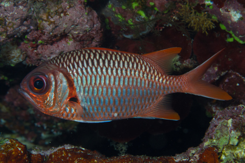 Violet Soldierfish