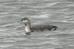 Gavia stellata