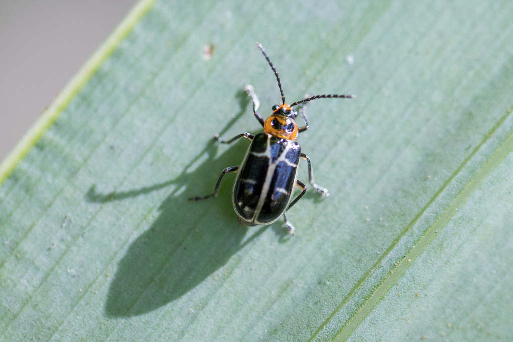 Anisobrotica donckieri