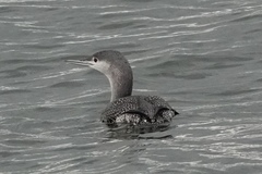 Gavia stellata