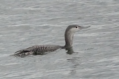 Gavia stellata