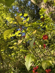 Euonymus europaeus