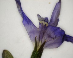Wahlenbergia luteola