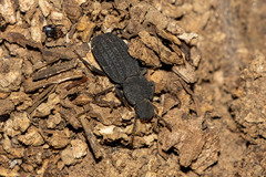 Nyctoporis