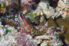 Ecsenius fijiensis