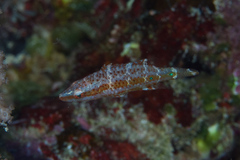 Oxycheilinus orientalis
