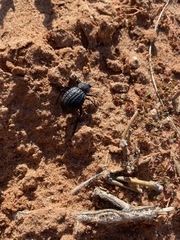 Philolithus sordidus