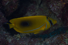 Chaetodon bennetti