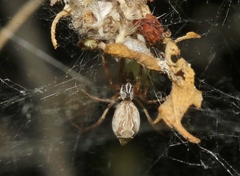 Diguetia albolineata