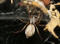 Diguetia albolineata