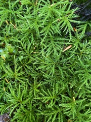 Leucolepis