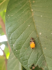 Harmonia axyridis