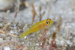Trimma anaima