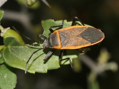 Largus cinctus