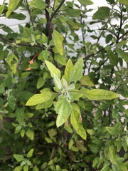 Chenopodium ficifolium
