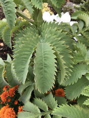 Melianthus