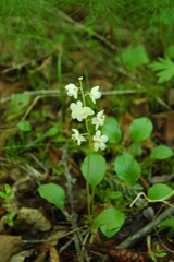 Pyrola grandiflora