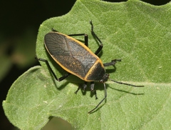 Largus cinctus