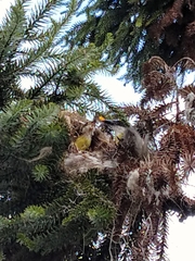 Pitangus sulphuratus