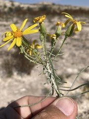 Senecio warnockii