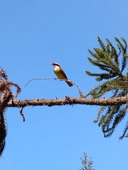 Pitangus sulphuratus