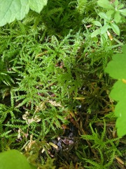 Leucolepis