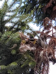 Pitangus sulphuratus